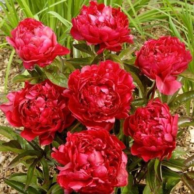 Paeonia lactiflora 'Felix Crousse'